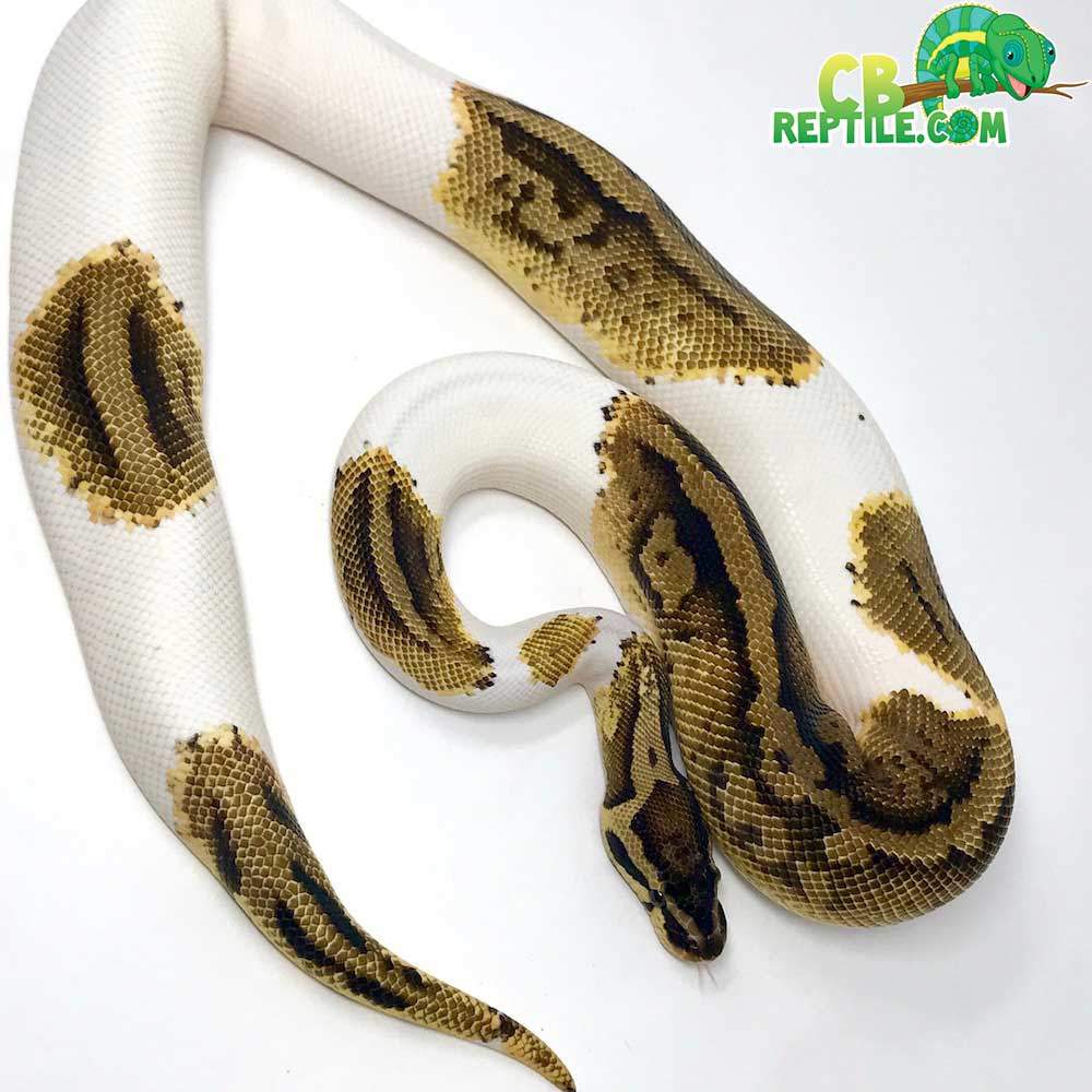 Produkt testowy - Pyton królewski (Python regius) - Pied